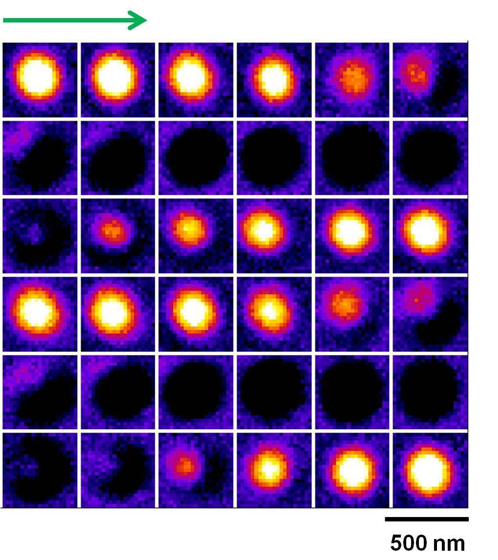 Fig. S4. A complete set of DIC images of single Au nanorod (25 nm 73 nm) at 36 orientations from 0 to 360 with an increment of 10.
