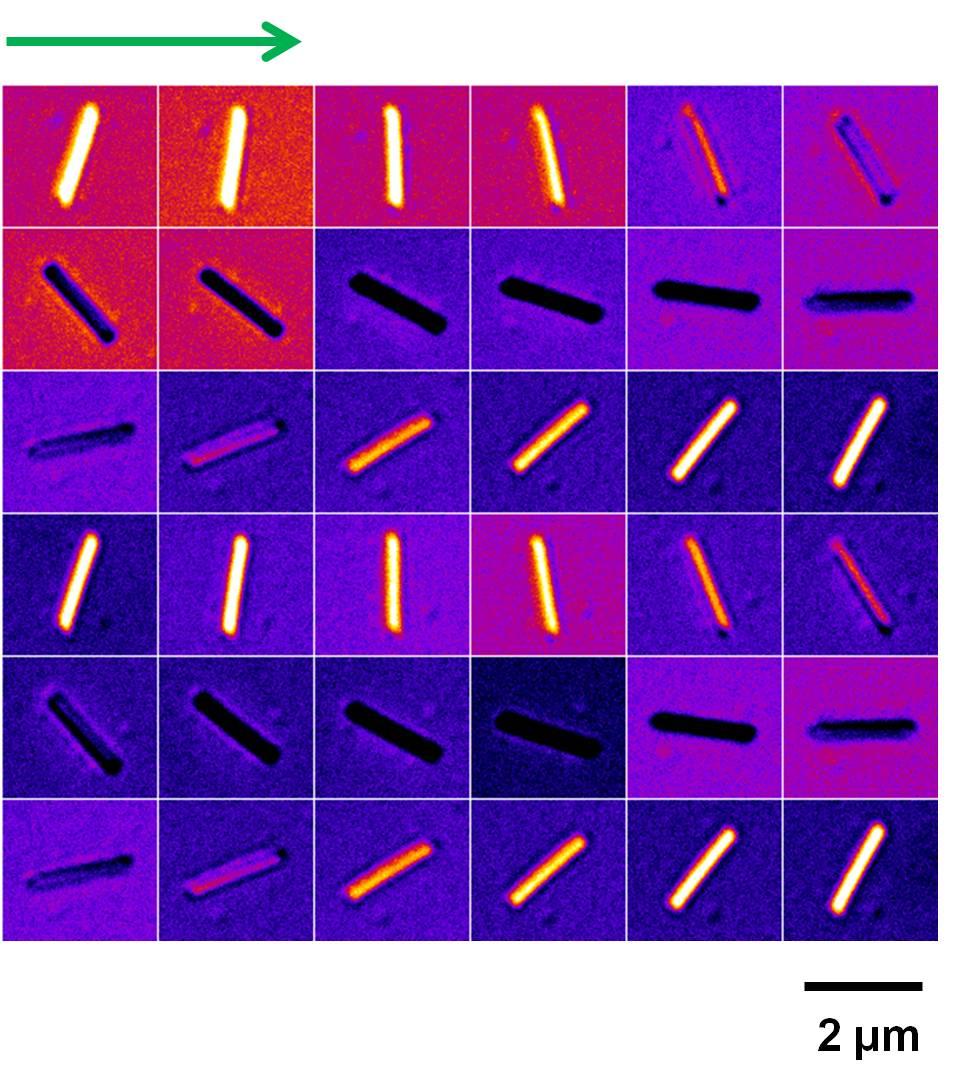 Fig. S6. A complete set of DIC images of the highlighted Au nanowire 2 in Fig. 2. The nanowire is excited at 550 nm.