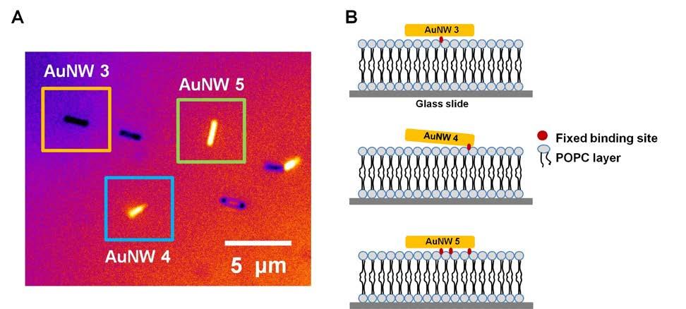 Fig. S10. (A) A DIC image of single Au nanowires bound onto the membrane.