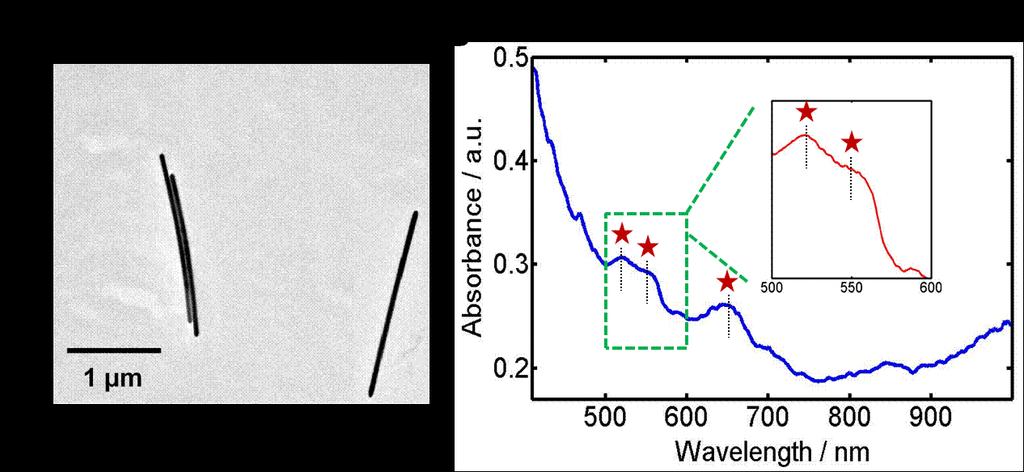 Supplementary Figures Fig. S1. (A) TEM image of Au nanowires. The average length and width of nanowires are 2000 nm and 75 nm, respectively.
