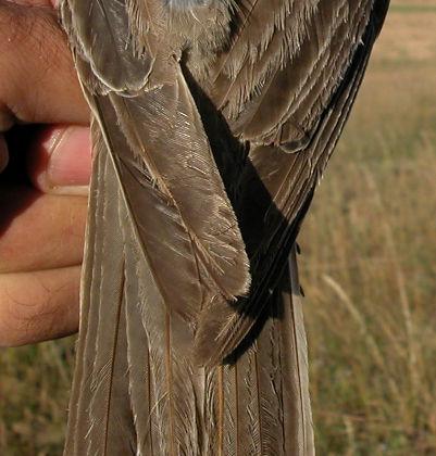 retained; tail feathers with pointed tips.