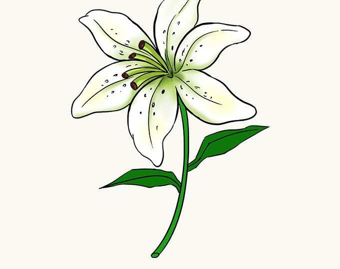 How to Draw a Lily Easy Fast The lily is a flower with deep symbolic meaning. The flower has been included in artwork dating back as far as 1580 B.C., nearly 4,000 years ago.