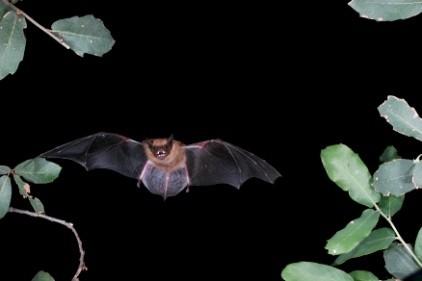Mexican free-tailed bats (Tadarida brasiliensis), Photo: