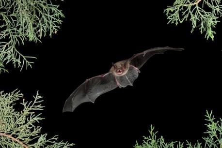 pipistrelles pipistrelles (Parastrellus hesperus), Photo: