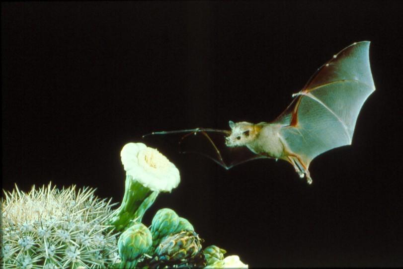 Bat Basics: Benefits Bats Pollinate Desert Plants Bats Help to Control Pests Bats are a vital component in the