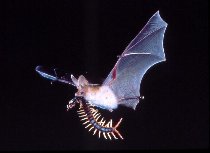 predators of insect pests Some small insectivorous bats can consume up to 2,000 mosquito- sized insects in one