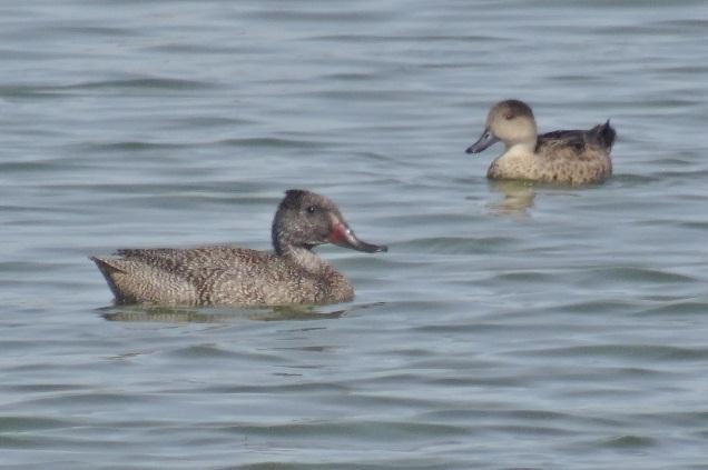 500 ducks on the water, no Freckled Ducks. However we did have good views of a male Chestnut Teal.