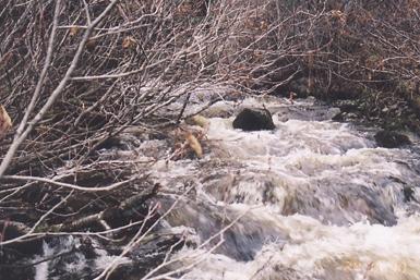 Photo 18: Rebman Creek Site 9: view upstream