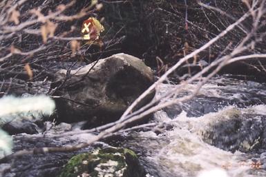 Photo 29: Rebman Creek Site 16 (downstream part):