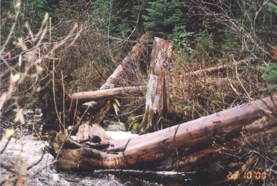 Photo 31: Rebman Creek Site 16 (upstream part):