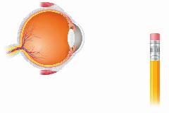 Focusing on Near and Distant Objects If an image formed by the lens and the cornea is not located on the retina, the image will be blurry.