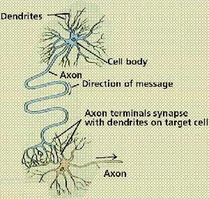 Figure2.Neuron of an artificial neural network Figure3.Neuron of a brain 4.