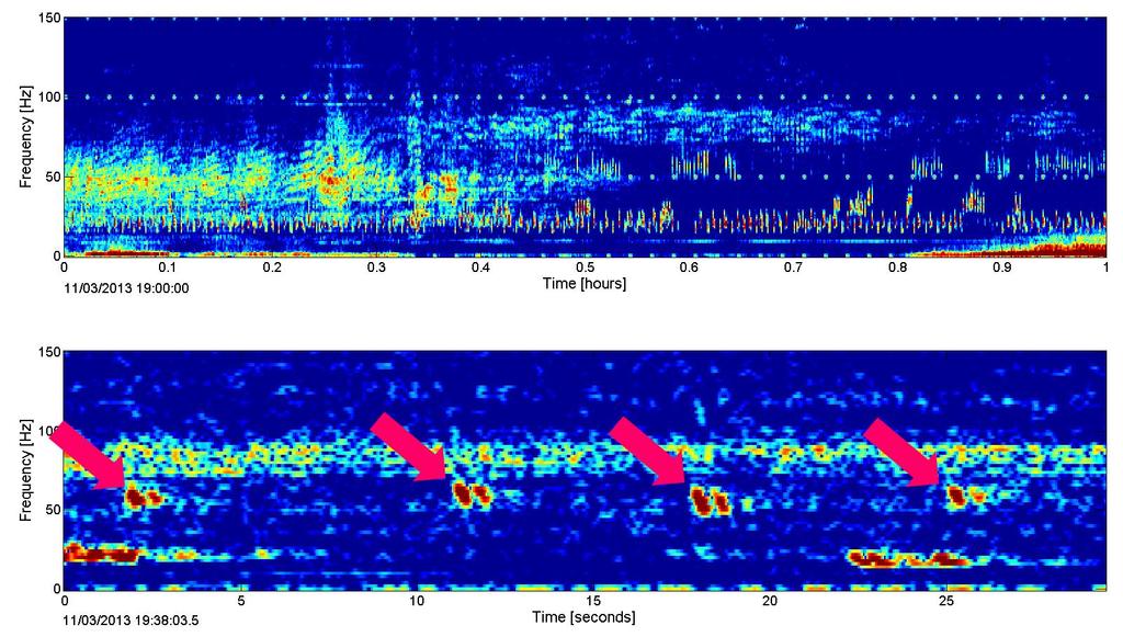 Fin whale 40 Hz calls The potential presence of fin whale 40 Hz calls (Figure 5) was examined via manual scanning of the LTSA and subsequent verification from a spectrogram of the frequency and