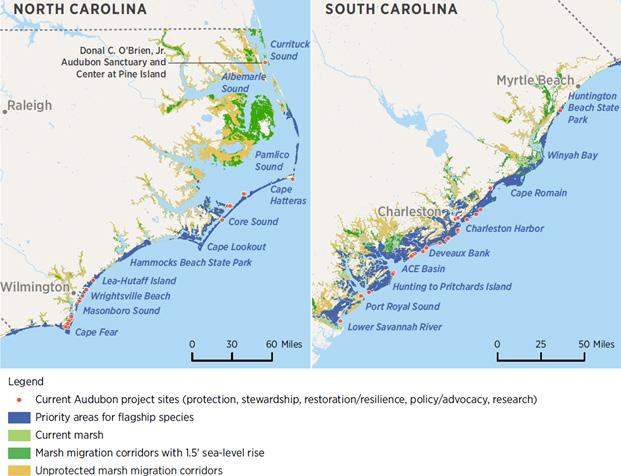 BOLSTERING NATURAL INFRASTRUCTURE TO HELP BIRDS AND COMMUNITIES The coast of the Carolinas stretches 560 miles, from Corolla to the Savannah River.