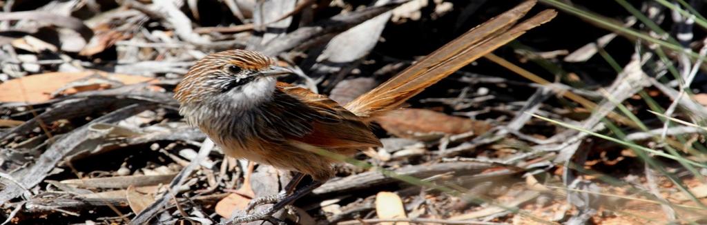 Six Grasswren tour Oct 2018 Tour details Tour starts & finishes: Adelaide, SA (see itinerary for details of pickup locations) Scheduled departure and return dates: Tour commences in the afternoon of