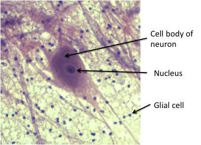Activity B3: Prepared Slides Slide 4: Animal Cells Neurons For this activity you will be using a previously prepared and stained slide of animal nervous tissue.