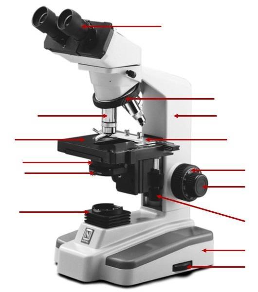 Pre-Lab Activity Prior to this lab you should complete the following: 1. In the chart below, list the function of each of the listed parts of the microscope.