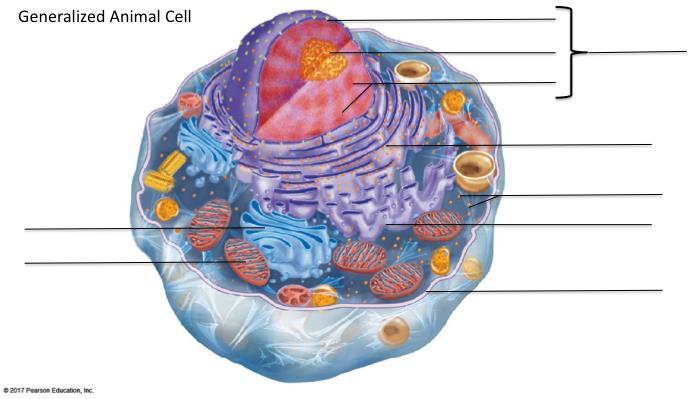 2 Eukaryotic Cell Structures and Their Functions in your Biological