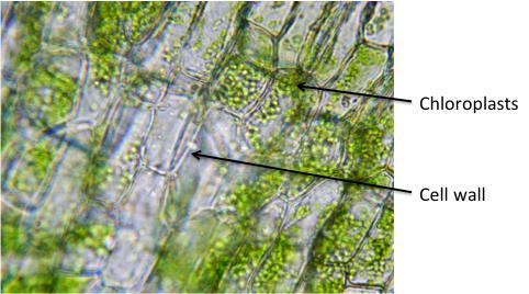 Activity B2: Wet Mount Slides of Plant and Animal Cells Slide 1: Plant Cells Elodea Leaf Elodea is an aquatic plant in which many of the basic features of plant cells are easily seen under the