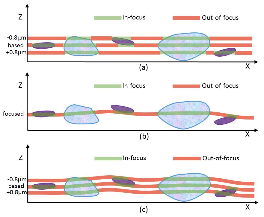Figure 1: shows the cross-sectional view of three identical slides. The thick line indicates the scanning layer, the green line indicates the focus area, and the red line indicates the non-focus area.