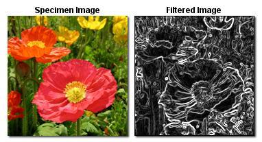 information in the image images extracted using Sobel filter from: