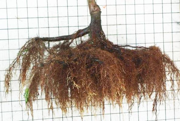 Trees purchased as bare-root stock are lightweight, easy to plant, affordable, and available in a variety of diverse species.