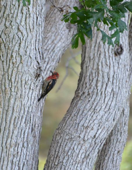 Woodpeckers and Red-breasted Sapsuckers can be heard drumming on tree trunks. Chickadees and Nuthatches, smaller trunk-loving birds, search for insects and seeds in cervices within tree bark.