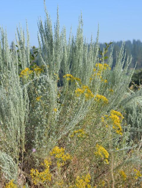 Native perennial grasses (especially bunch grasses) compete side-by-side with introduced grasses; however, native grasses have a distinct advantage in drier soils.
