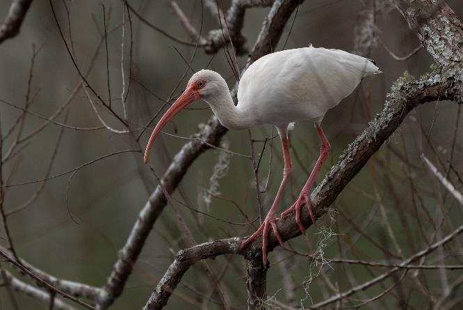 White Ibis (Eudocimus albus) and Glossy Ibis (Plegadis falcinellus): Photo by Guenter Weber Photo by Richard Hernandez In general, the ibises are very easy to distinguish from other wading birds by