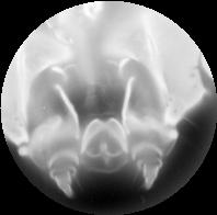 Silkworm mouth (40x / 1.