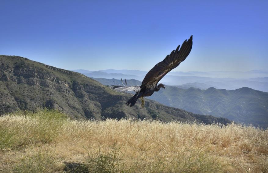 California condor - life history Adept fliers soaring