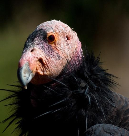 California condor: recovery goals For downlisting (endangered to threatened) 2 geographically distinct self-sustaining populations - each with >150 birds and at least 15 breeding pairs Continued
