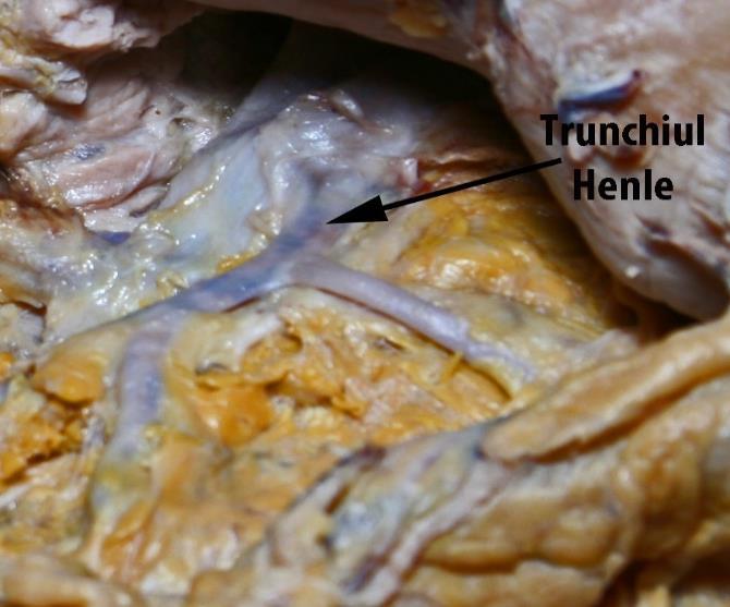 Traiectul venei este în continuare între cele două foițe ale mezocolonului stâng, lateral de artera mezenterică inferioară și apoi de artera colică stângă, încrucișează vasele genitale și apoi,