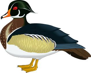 Building A Wood Duck Nest Box Introduction Background: Wood ducks are native to North America and are found in 48 states.