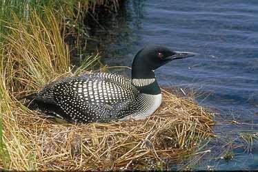 Article 507 Loon Floating Nest Platform (Settlement agreement) Most loons prepare