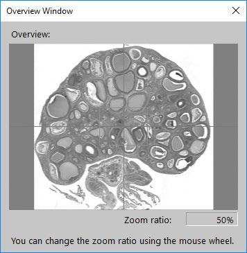 When merging images through the Analyzer, the Wide Image Viewer automatically opens with the image.