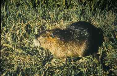 Nutria Extirpated from Blackwater Watershed By 2006, over 9,500 nutria removed Monitoring continues