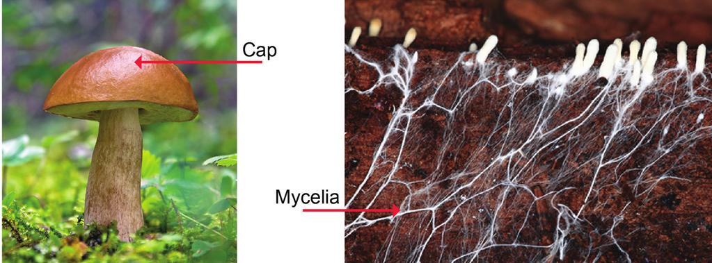 2 Cap Mycelia To create spores To produce seeds To get nutrients 3 They enrich the soil for producers.