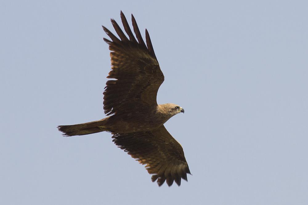 Black Kite in active migration across the Strait