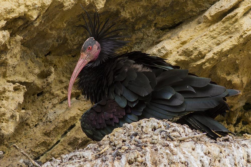 Back in the national road we drove 20 minutes to Vejer De La Frontera to visit the breeding colony of Northern Bald Ibis, one of the rarest species on the planet.