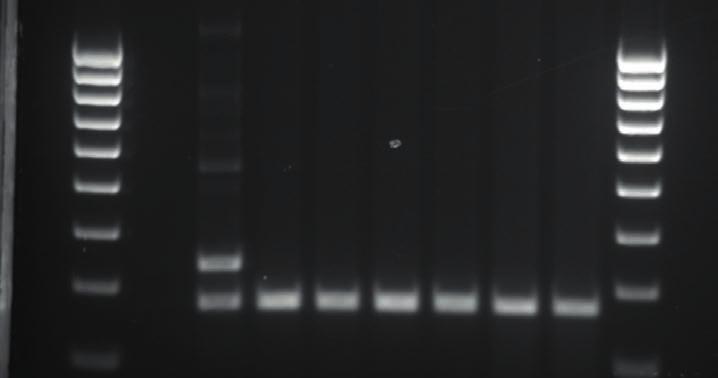 NUGENIUS APPLICATIONS DNA With a NuGenius you can use the UV transilluminator to capture images of DNA gels stained with