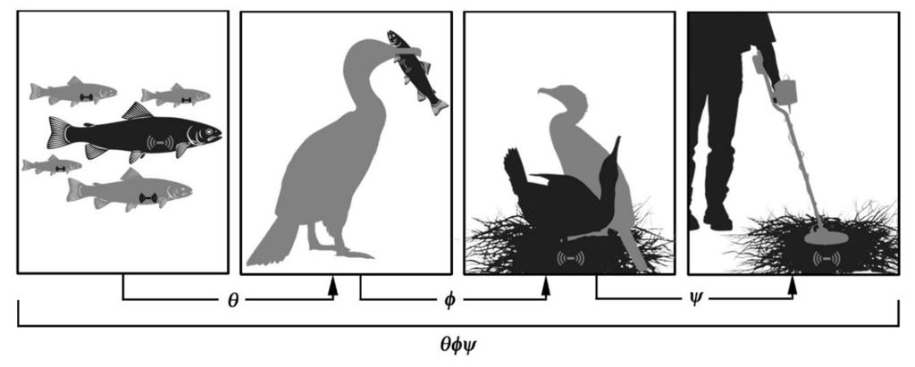 Figure 3. Conceptual model of the tag-recovery process in studies of avian predation.