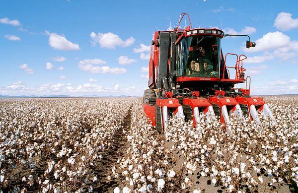 Farmers pick the cotton when it is ripe.