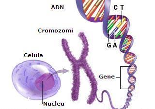 Bazele biologice ale CE Legatura cu genetica, ramură a biologiei care studiază fenomenele şi legile eredităţii şi variabilităţii organismelor Cromozom: o structura ordonata (liniara) de elemente