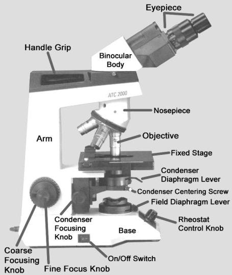 BIOL 221 Concepts of Botany Fall 2010 Microscopy Primer A. Introduction: The microscope is a vital scientific tool that will be used often to study plants.