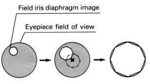 OCULARS OR OCULAR LENSES: Also called the eyepieces. Provide a location from which to view the specimen. They also magnify the image coming from the objectives by a factor of 10.