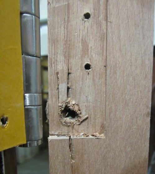 15 Split lipping at the screw positions for hinges on a door leaf.