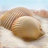 TR22130 Beachy Shell