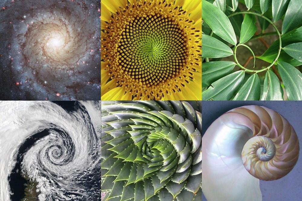 Use of golden ratio in artistic composition brings in a natural balance and visual harmony Mother Nature Using the Golden Ratio Golden Shapes like triangles, squares, circles and spirals are widely