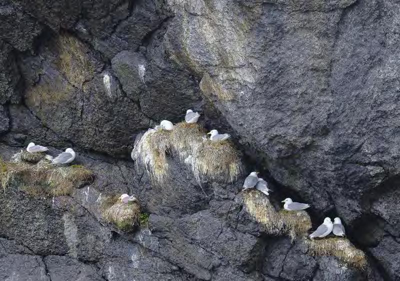 Directly observable Kittiwakes conspicuous at sea (seabirds, whales) and at